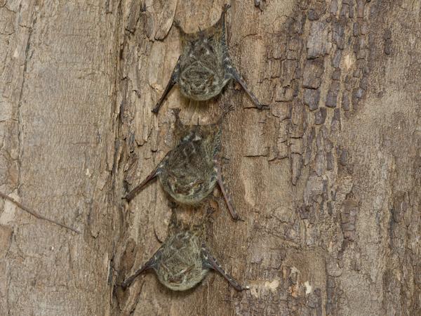 Langneusvleermuis (Rhynchonycteris naso)